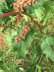 Rumex × confusus