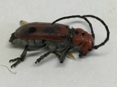 Tetraopes tetrophthalmus