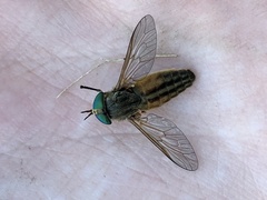Tabanus nigrovittatus
