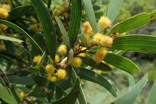 Acacia confusa
