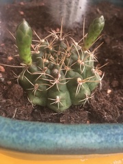 Gymnocalycium