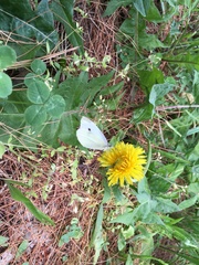 Taraxacum officinale