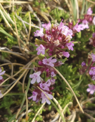 Thymus serpylloides