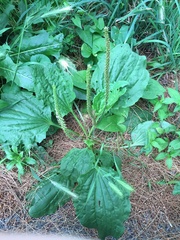 Plantago major