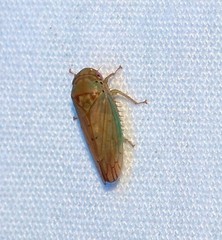 Polana quadrinotata
