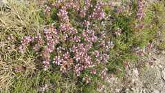 Thymus serpylloides