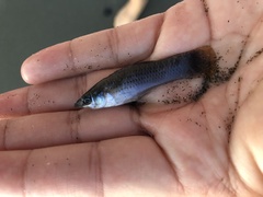 Poecilia mexicana
