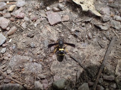 Ancistrocerus spinolae