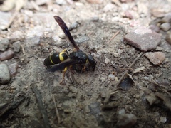 Ancistrocerus spinolae