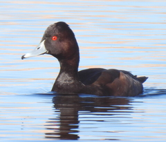 Netta erythrophthalma