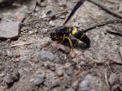 Ancistrocerus spinolae