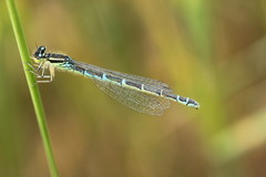 Coenagrion scitulum