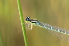 Coenagrion scitulum