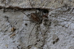 Opilio parietinus