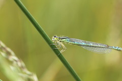 Coenagrion scitulum