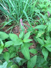 Persicaria longiseta