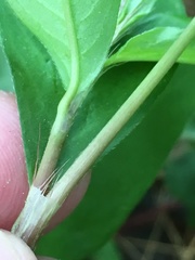 Persicaria longiseta