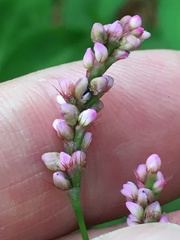 Persicaria longiseta