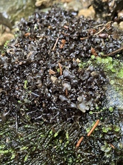 Peltigera hydrothyria