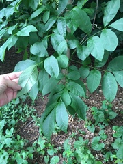 Fraxinus pennsylvanica