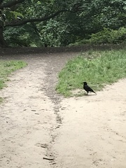 Corvus corone corone