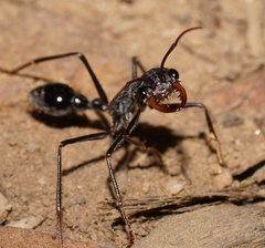 Myrmecia forceps