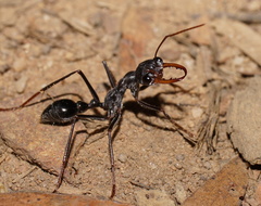 Myrmecia forceps