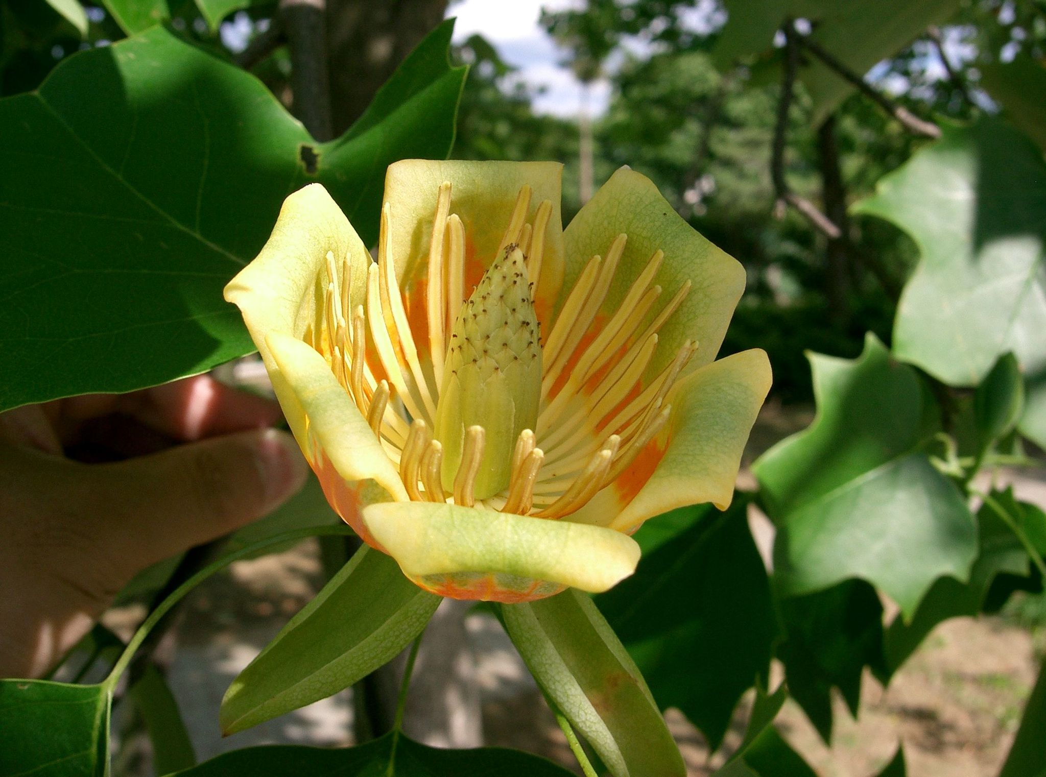 Liriodendron