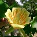 Liriodendron - Photo (c) 
KENPEI, μερικά δικαιώματα διατηρούνται (CC BY-SA)