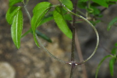 Clematis grata