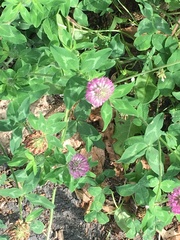 Trifolium pratense