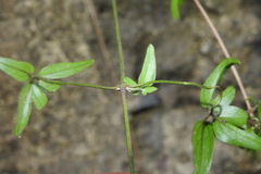 Clematis grata