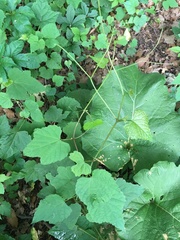 Ampelopsis glandulosa