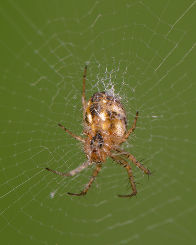 lined orbweaver