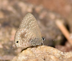Nacaduba hermus