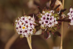 Iberis procumbens