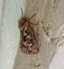 Korscheltellus fusconebulosa