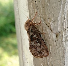 Korscheltellus fusconebulosa