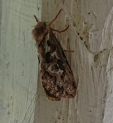 Korscheltellus fusconebulosa