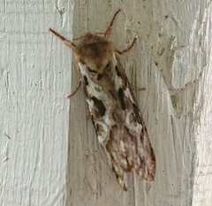 Korscheltellus fusconebulosa