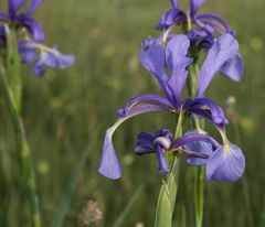 Iris spuria