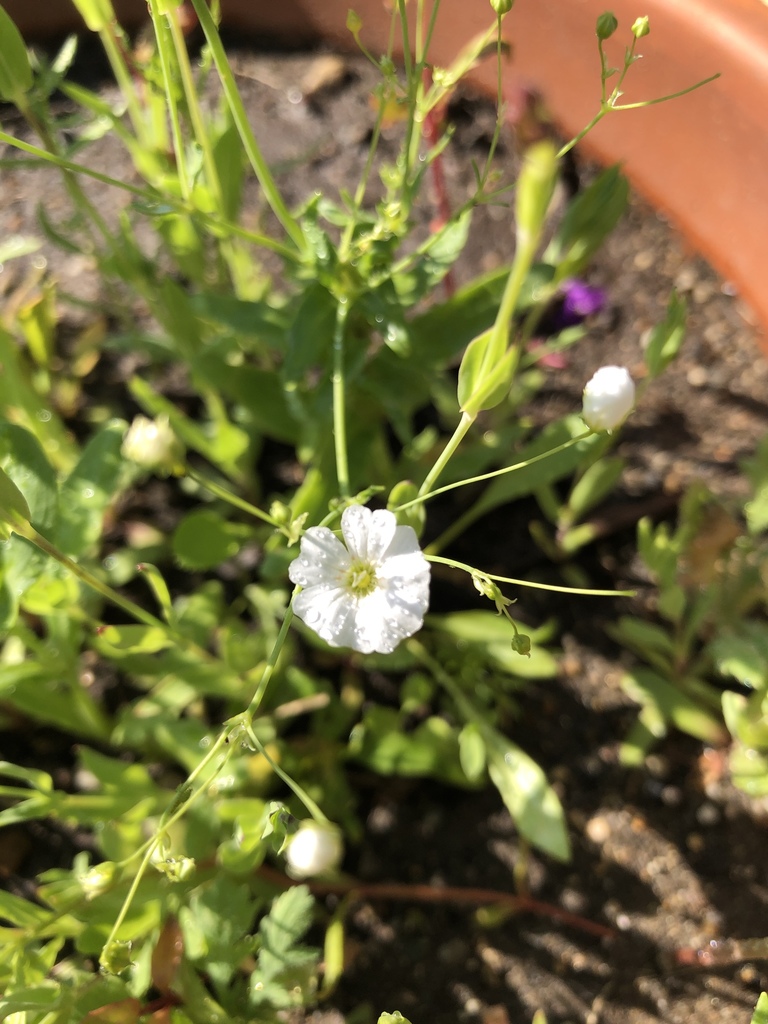 dicots from Gifford Farm Rd, Stratham, NH, US on July 19, 2020 at 0902