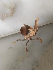 Phyllocrania
