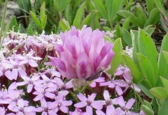 Trifolium parryi