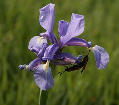 Iris spuria