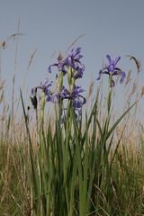 Iris spuria