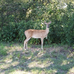 Odocoileus virginianus