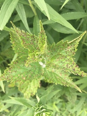 Puccinia malvacearum