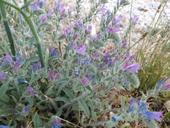 Echium vulgare pustulatum