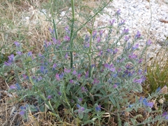 Echium vulgare pustulatum